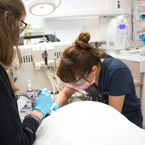 Dental procedure at White's Pet Hospital