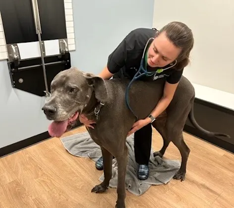Staff member examining a large brown dog Staff member examining a large brown dog