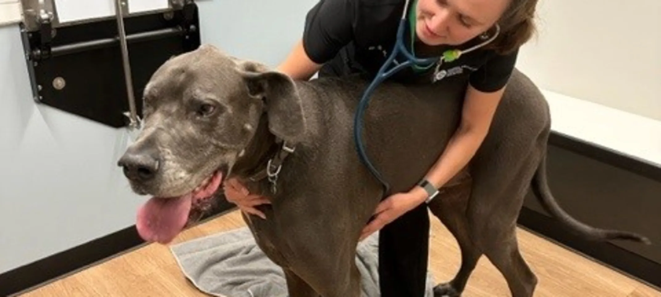 Staff member examining a large brown dog Staff member examining a large brown dog