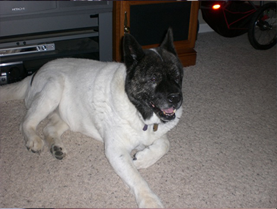 Dog with black head and white body laying on carpet