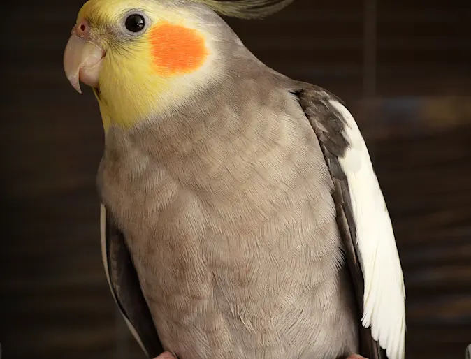 Bird sitting on a perch inside Bird sitting on a perch inside