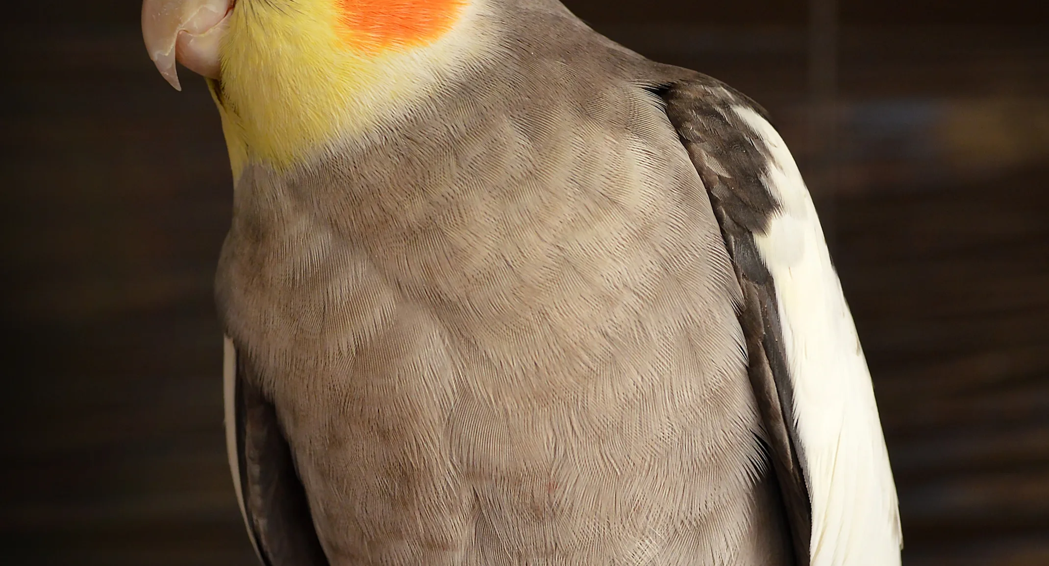 Bird sitting on a perch inside Bird sitting on a perch inside