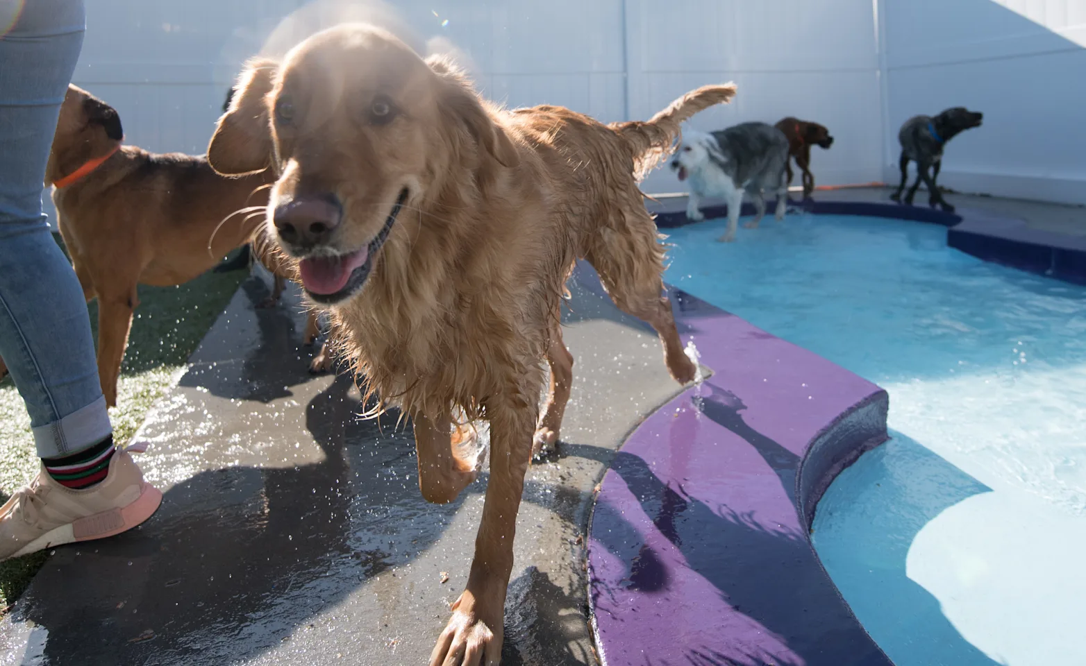 Dog in front of pool Dog in front of pool
