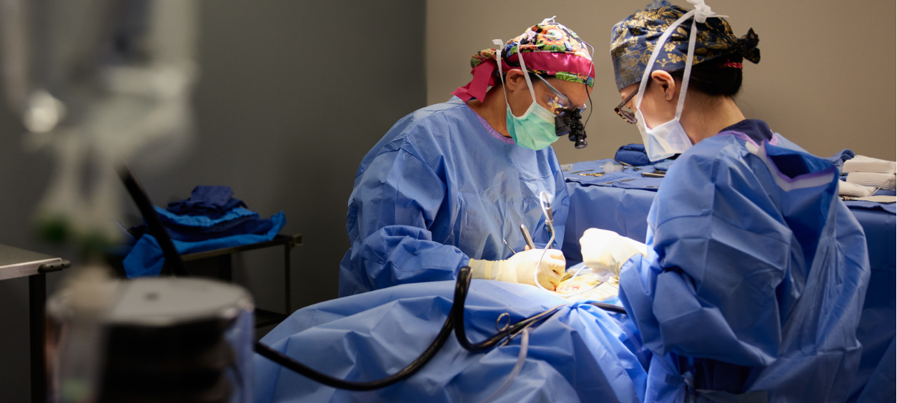 Vets Performing an Operation