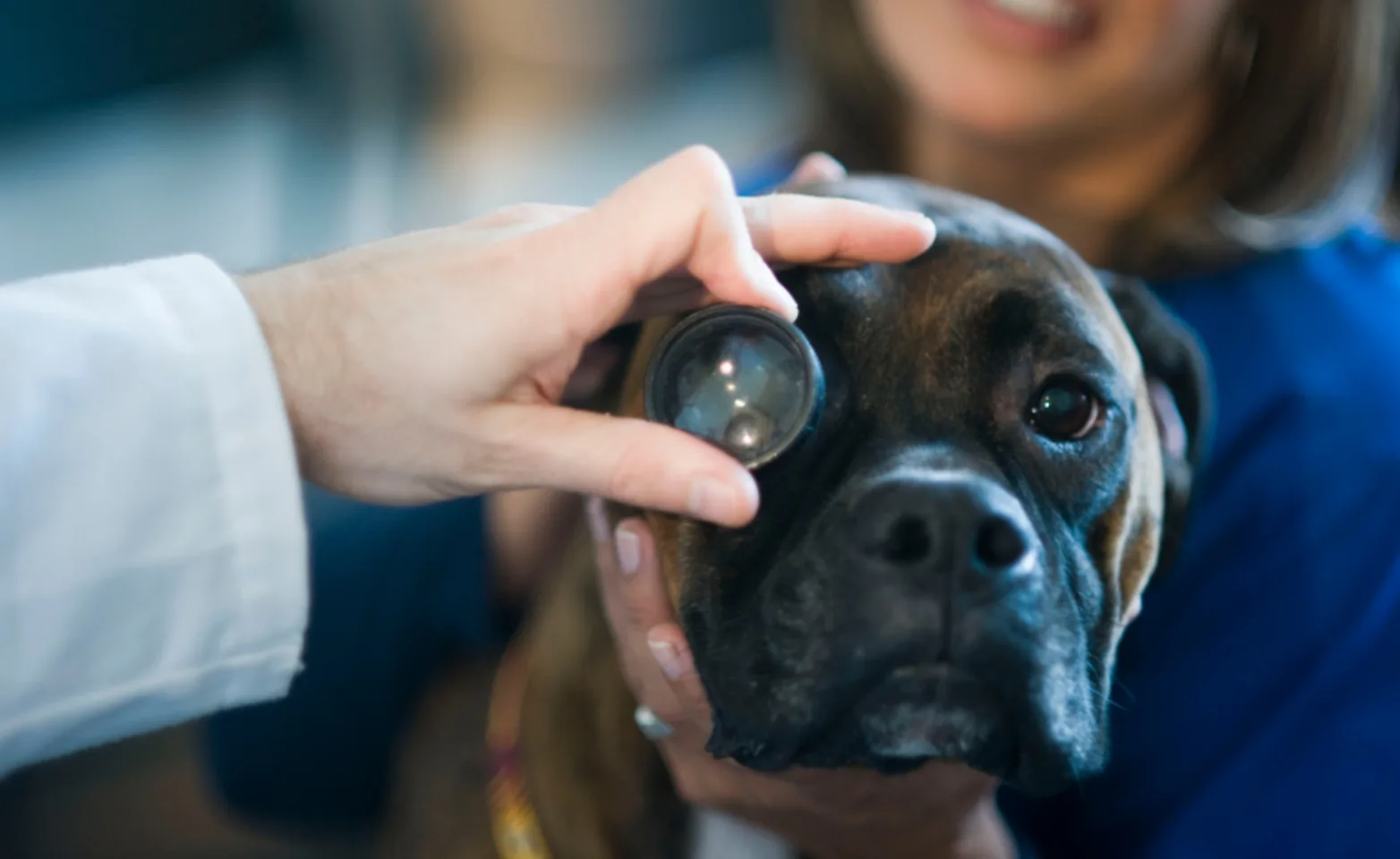 Boxer getting its eye checked by a doctor