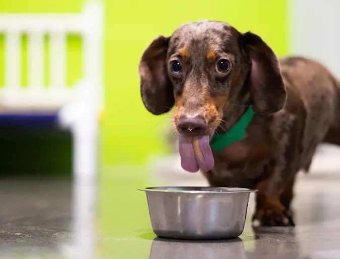 A dog eats a bowl of food at PetSuites. A dog eats a bowl of food at PetSuites.