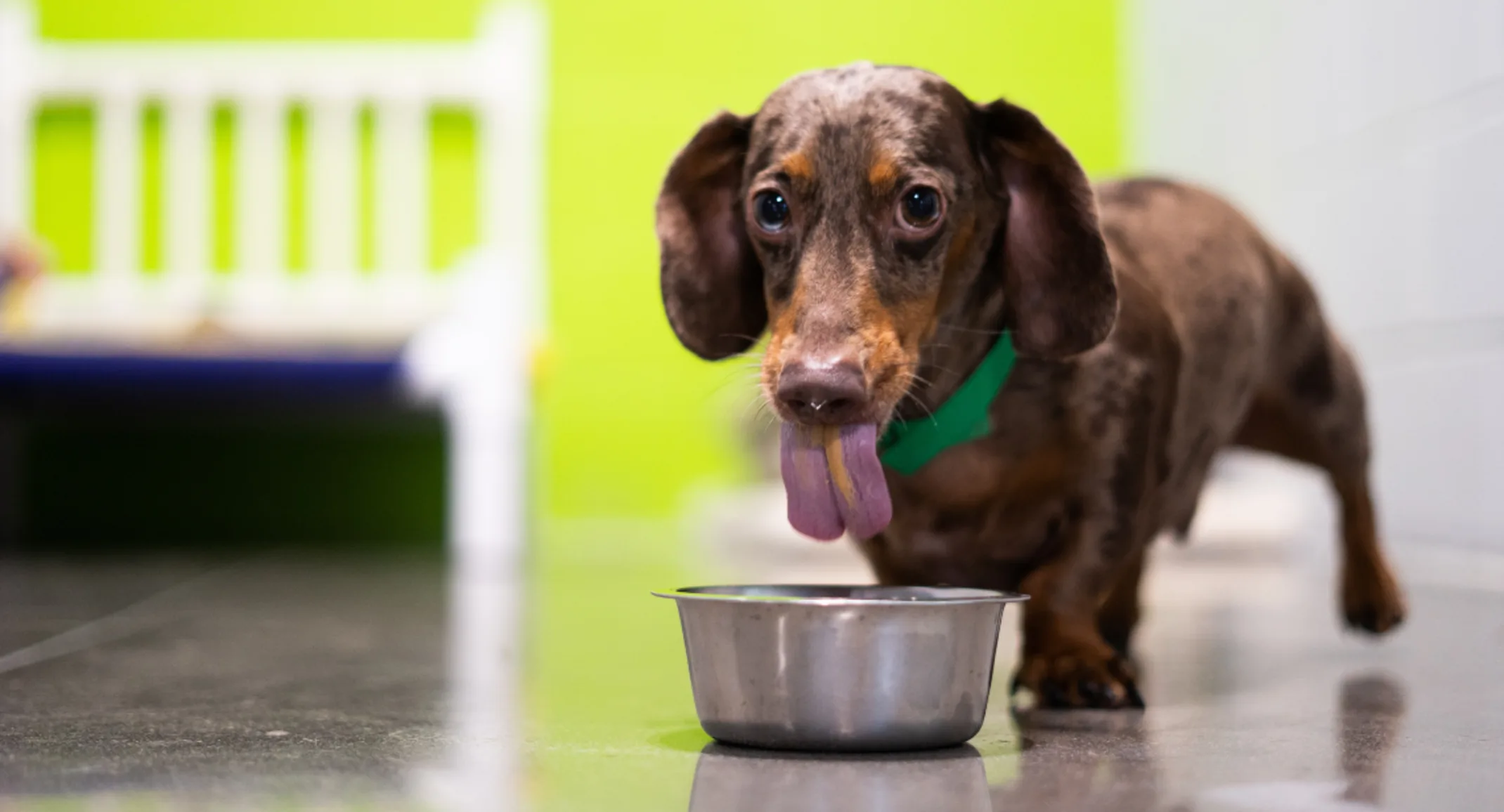 A dog eats a bowl of food at PetSuites. A dog eats a bowl of food at PetSuites.