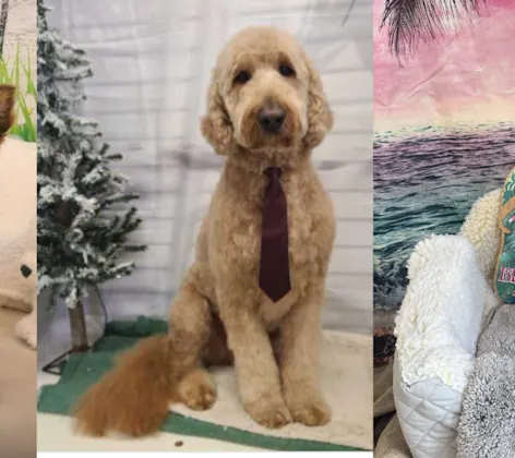 3 Dogs Groomed at Eastern Shore Animal Hospital 3 Dogs Groomed at Eastern Shore Animal Hospital