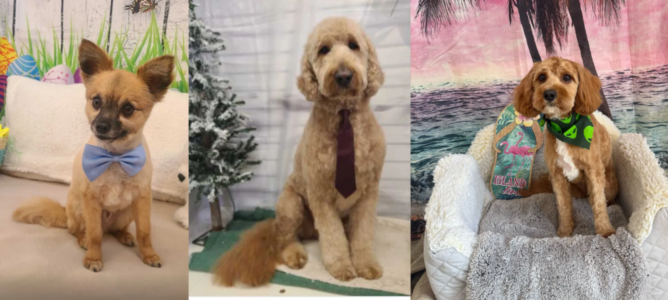 3 Dogs Groomed at Eastern Shore Animal Hospital 3 Dogs Groomed at Eastern Shore Animal Hospital