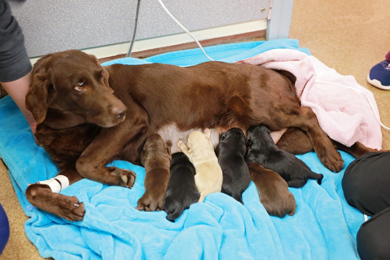 Puppies with Mom at Ferry Farm Animal Clinic