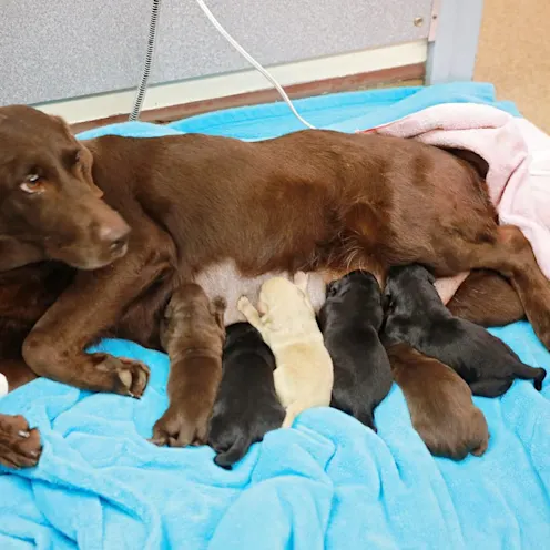 Puppies with Mom at Ferry Farm Animal Clinic Puppies with Mom at Ferry Farm Animal Clinic