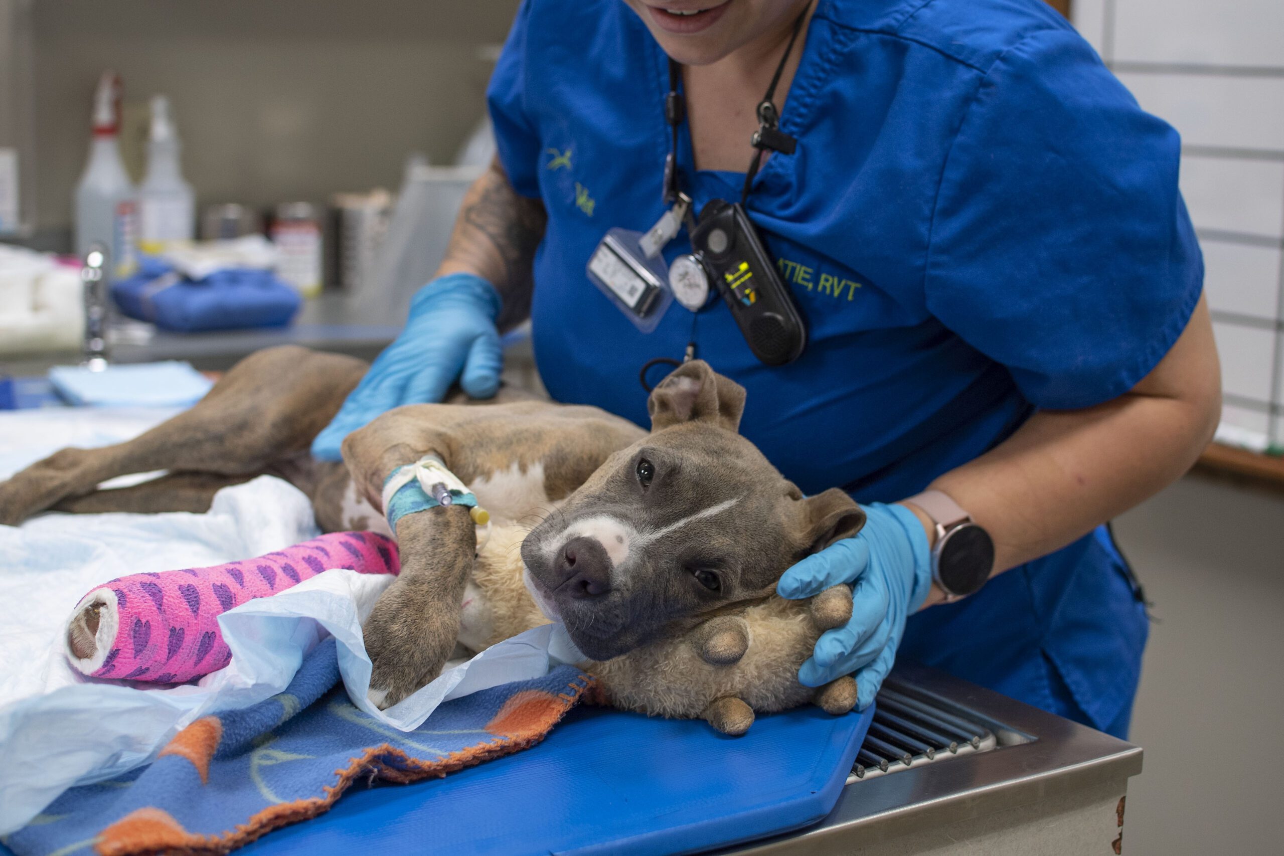 doctor check on a dog on surgery table