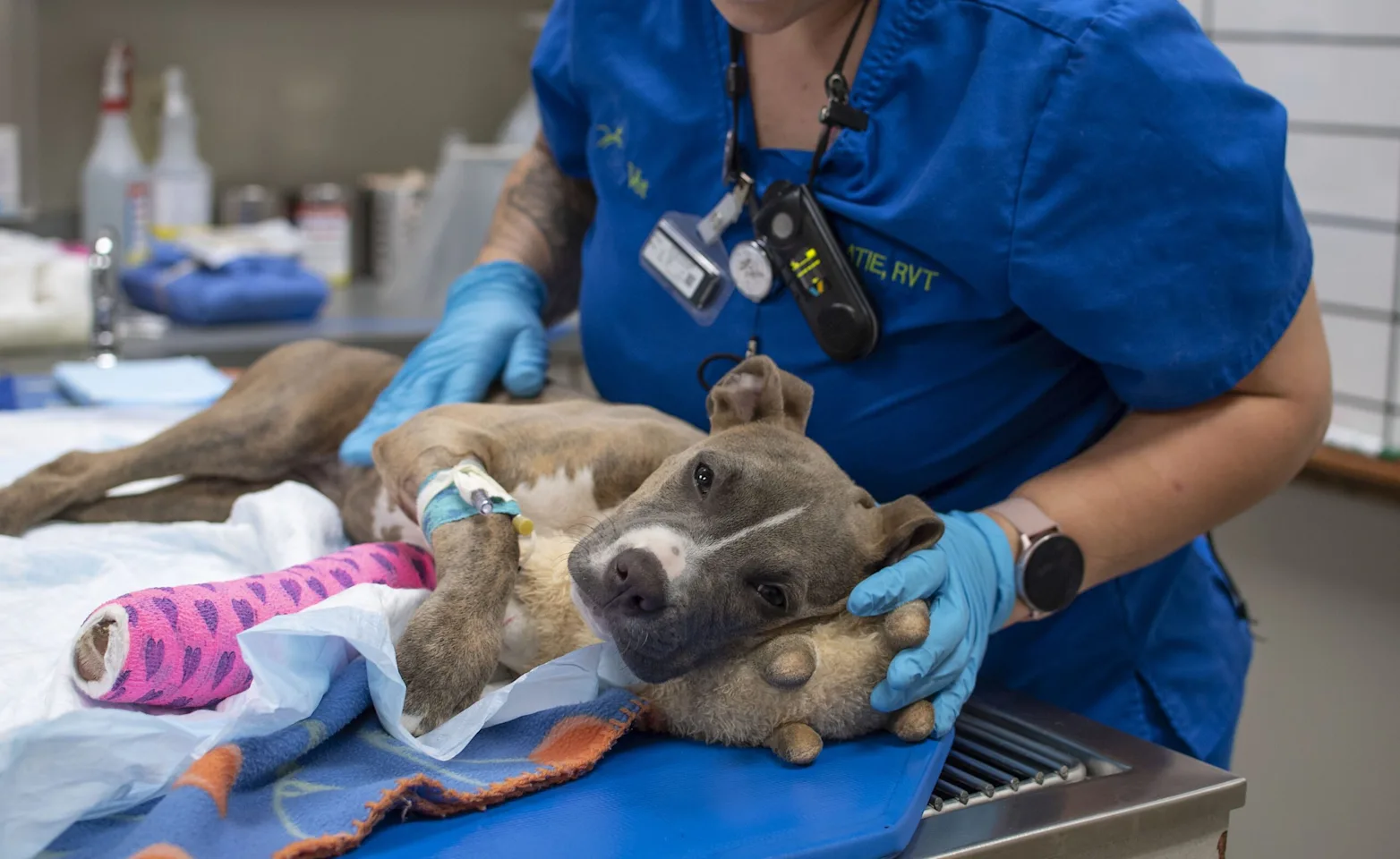 doctor check on a dog on surgery table doctor check on a dog on surgery table