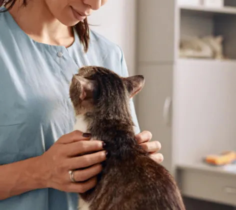 Veterinarian Examining a Brown Cat inside a Clinic Veterinarian Examining a Brown Cat inside a Clinic