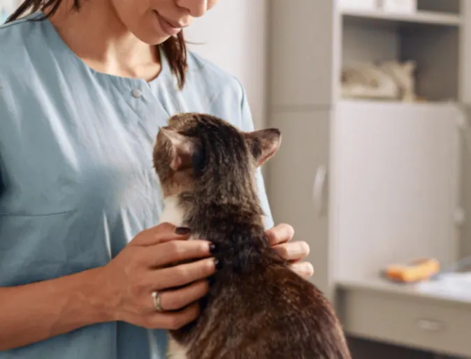 Veterinarian Examining a Brown Cat inside a Clinic Veterinarian Examining a Brown Cat inside a Clinic