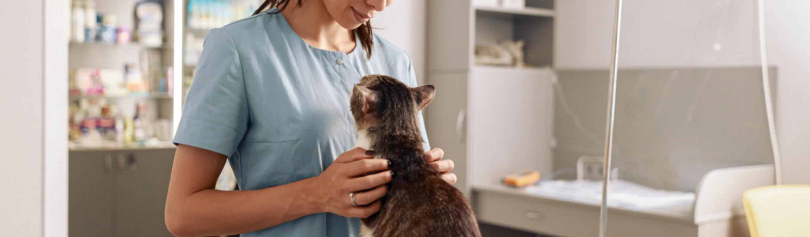 Veterinarian Examining a Brown Cat inside a Clinic Veterinarian Examining a Brown Cat inside a Clinic