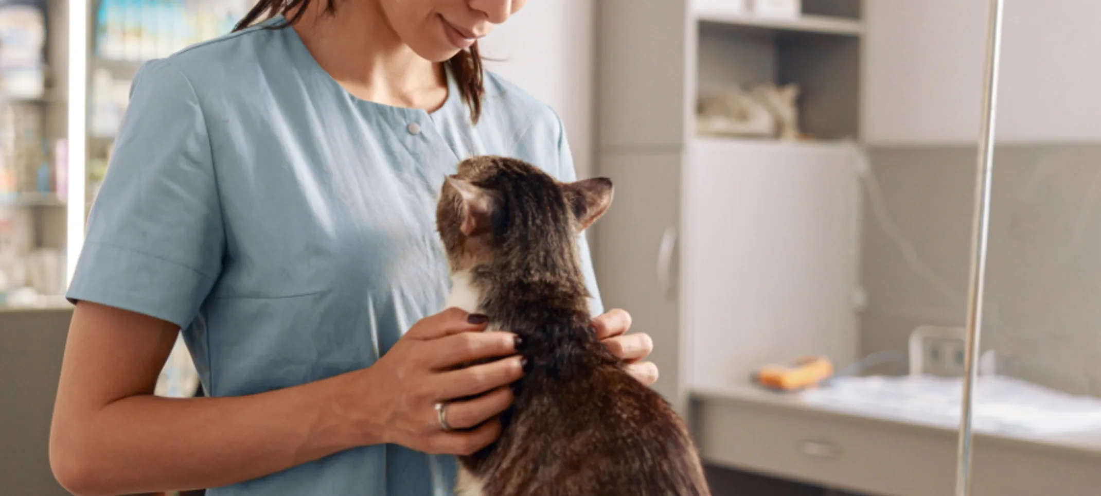 Veterinarian Examining a Brown Cat inside a Clinic Veterinarian Examining a Brown Cat inside a Clinic