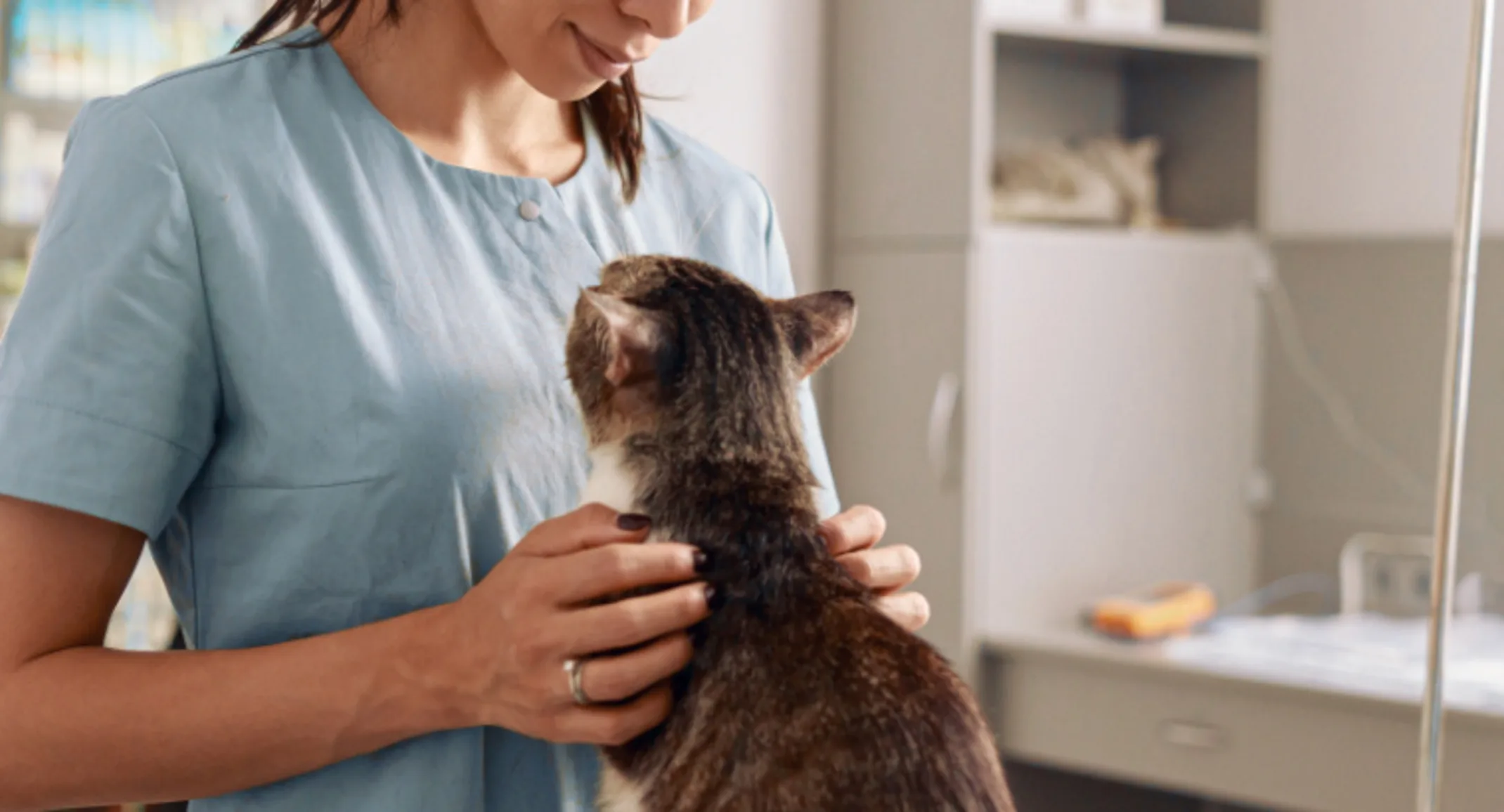 Veterinarian Examining a Brown Cat inside a Clinic Veterinarian Examining a Brown Cat inside a Clinic