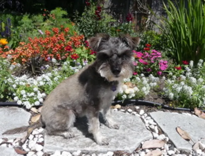 Maggie the schnauzer Maggie the schnauzer