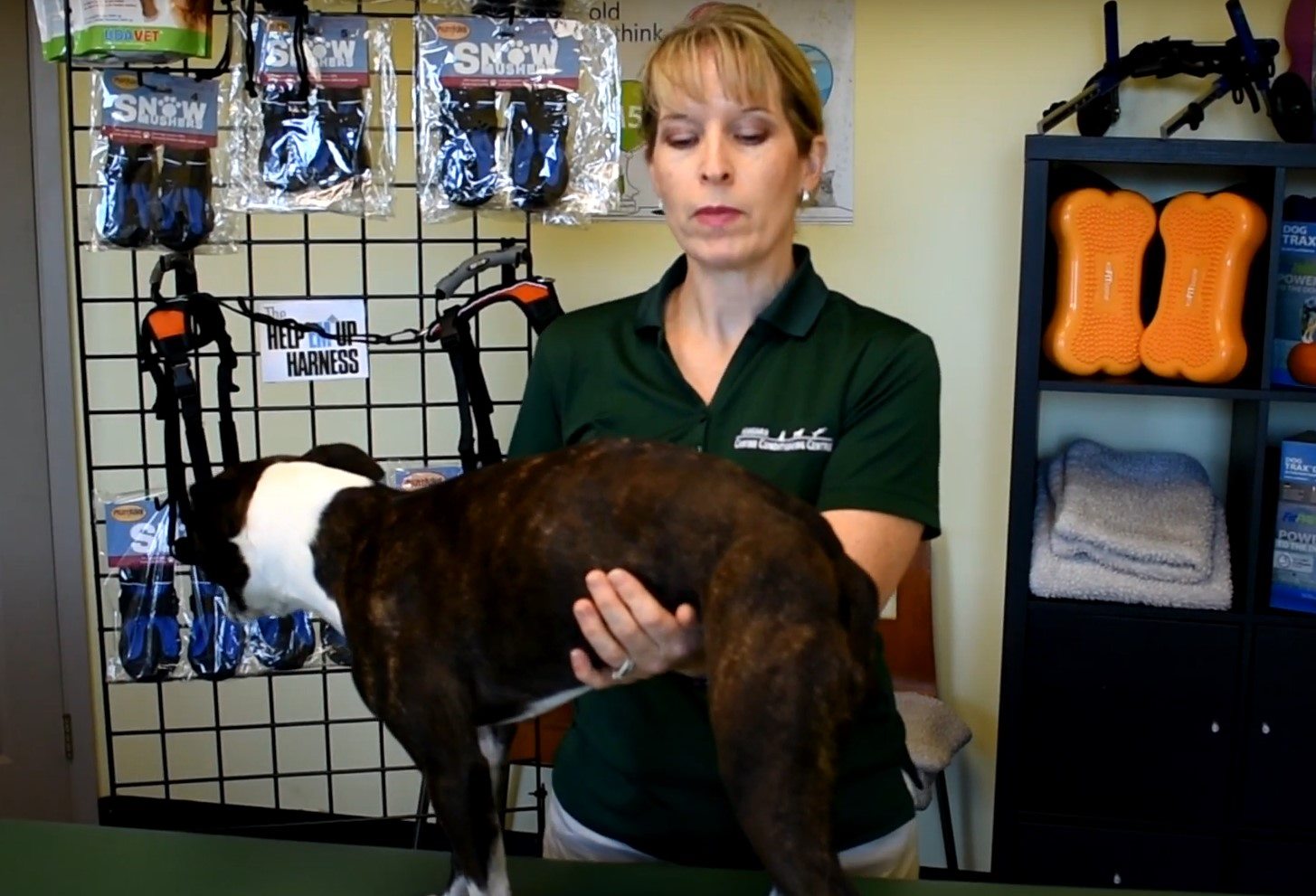 woman performing NCCC Post Op Exercises Demo on dog 