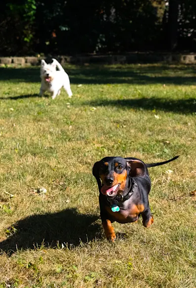 A black and brown dog running outside in the grass with a white dog chasing behind A black and brown dog running outside in the grass with a white dog chasing behind