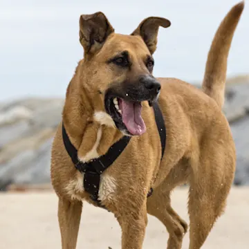 Older Tanned Short Haired Labrador Retriever Playing on the Beach with the Ocean in the Background Older Tanned Short Haired Labrador Retriever Playing on the Beach with the Ocean in the Background