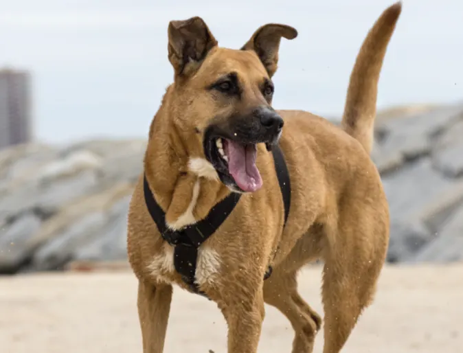 Older Tanned Short Haired Labrador Retriever Playing on the Beach with the Ocean in the Background Older Tanned Short Haired Labrador Retriever Playing on the Beach with the Ocean in the Background