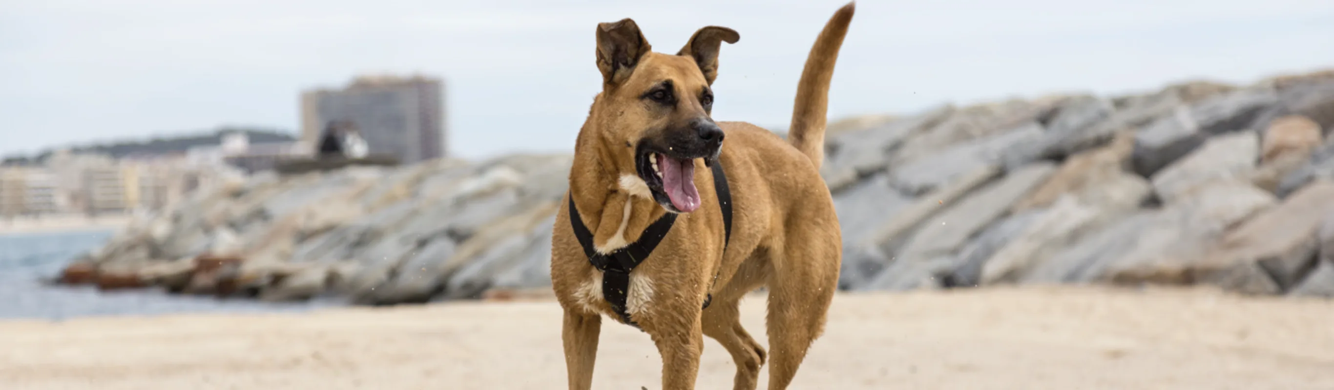 Older Tanned Short Haired Labrador Retriever Playing on the Beach with the Ocean in the Background Older Tanned Short Haired Labrador Retriever Playing on the Beach with the Ocean in the Background