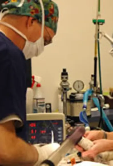 Vets performing surgery on  a dog Vets performing surgery on  a dog