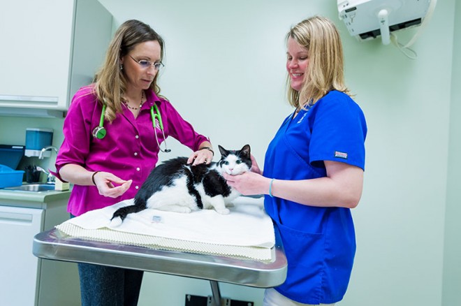 Two staff members with a black and white cat at Companion Animal Hospital