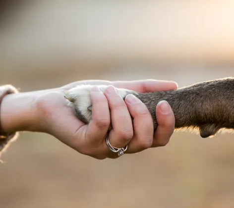 Hand Holding Dog Paw Close-Up Hand Holding Dog Paw Close-Up