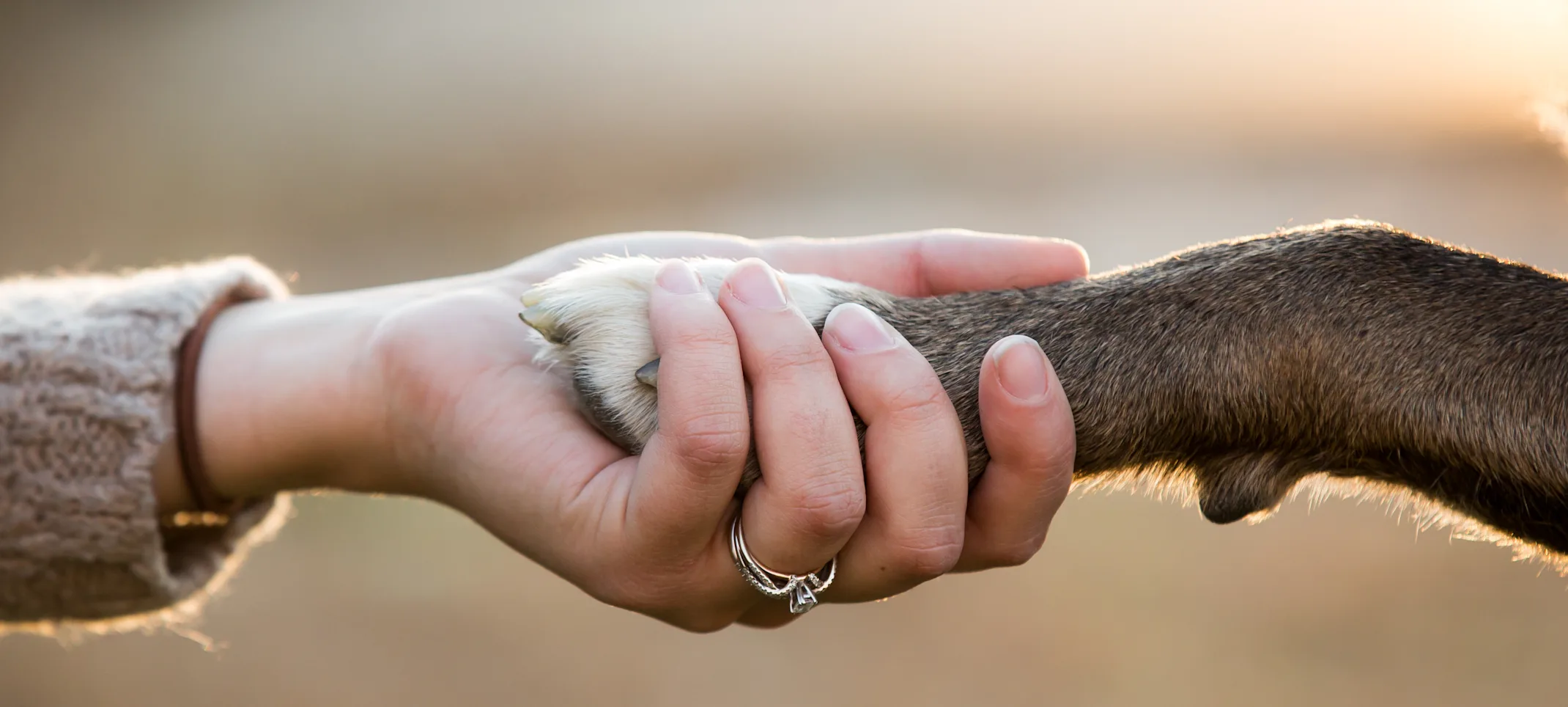 Hand Holding Dog Paw Close-Up Hand Holding Dog Paw Close-Up