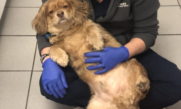 Brown dog laying on its back