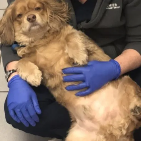 Brown dog laying on its back Brown dog laying on its back