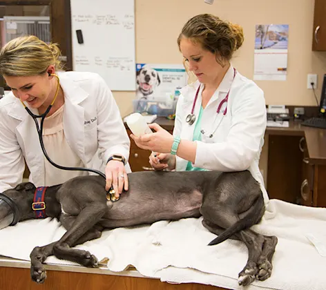 veterinary staff tending to a dog on an exam table veterinary staff tending to a dog on an exam table