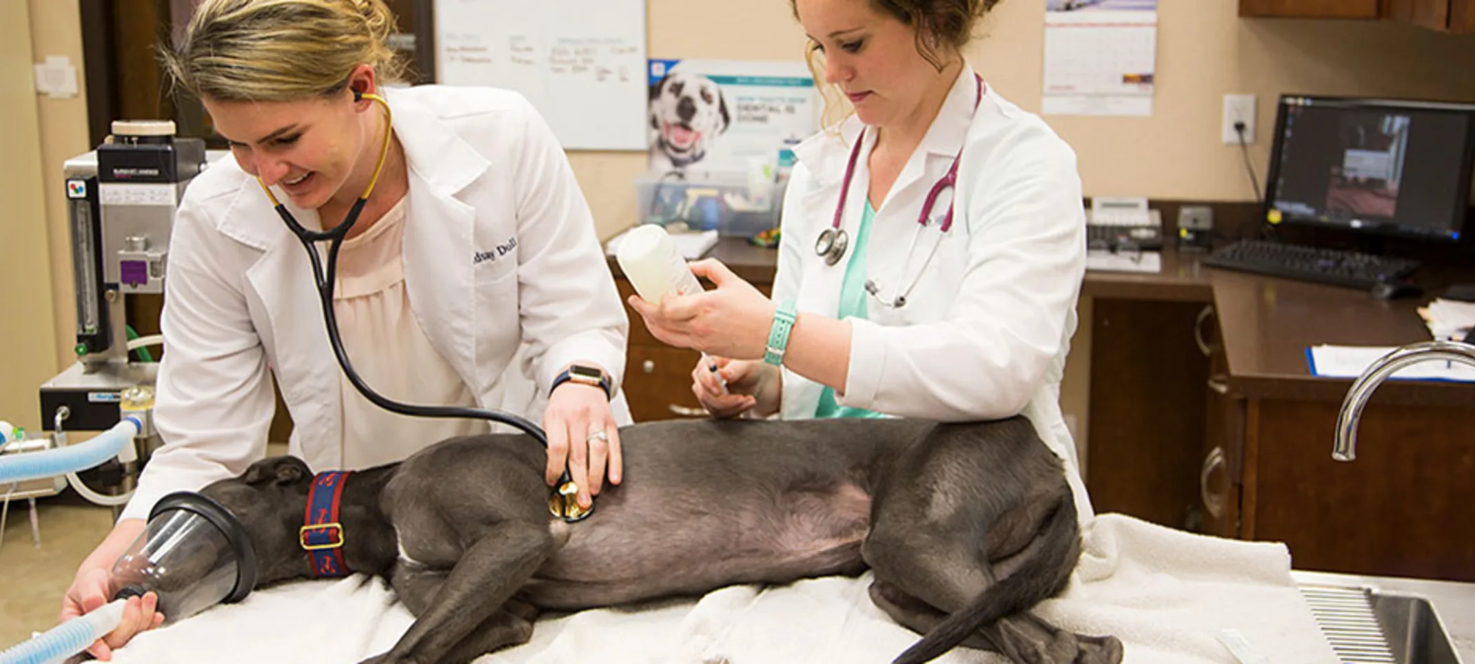 veterinary staff tending to a dog on an exam table