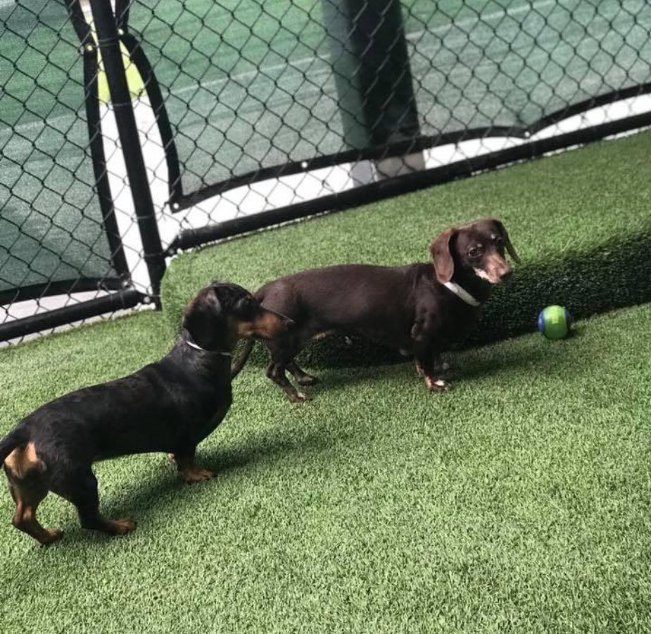 Ivy the dog and Gabby the dog on the grass