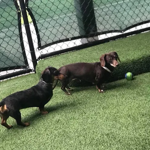 Ivy the dog and Gabby the dog on the grass Ivy the dog and Gabby the dog on the grass