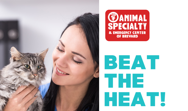 summer pet safety woman holding grey cat 