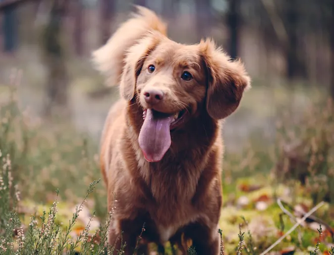 Dog standing in a field with its tongue out