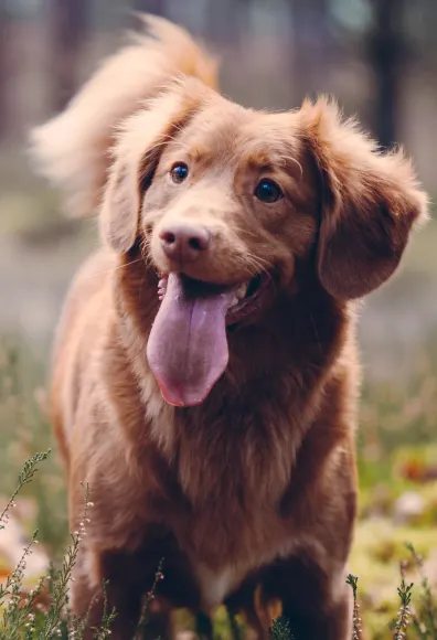 Dog standing in a field with its tongue out