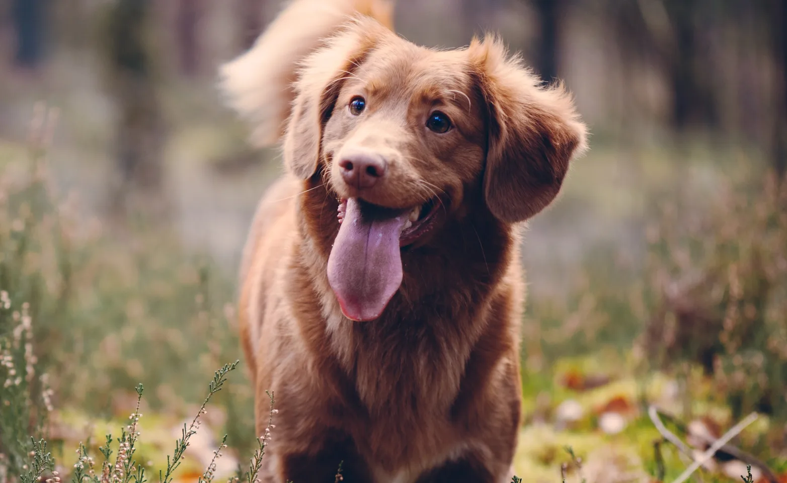 Dog standing in a field with its tongue out