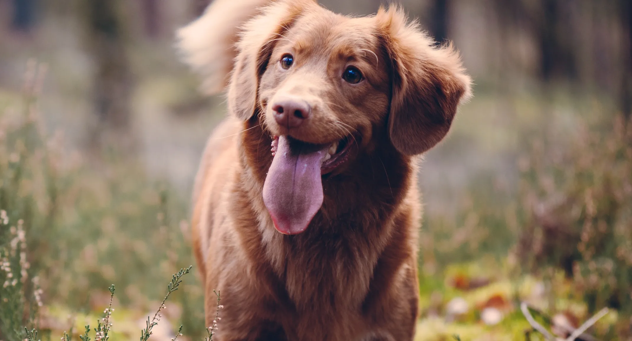 Dog standing in a field with its tongue out Dog standing in a field with its tongue out