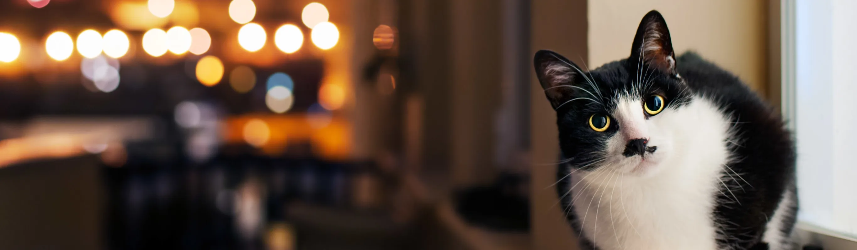 Cat sitting beside window Cat sitting beside window