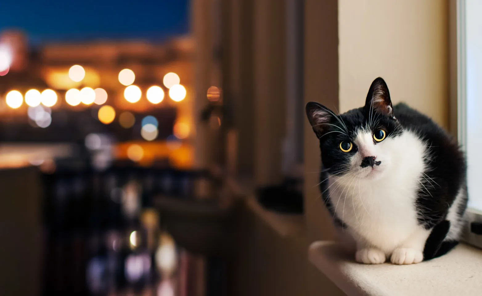 Cat sitting beside window Cat sitting beside window