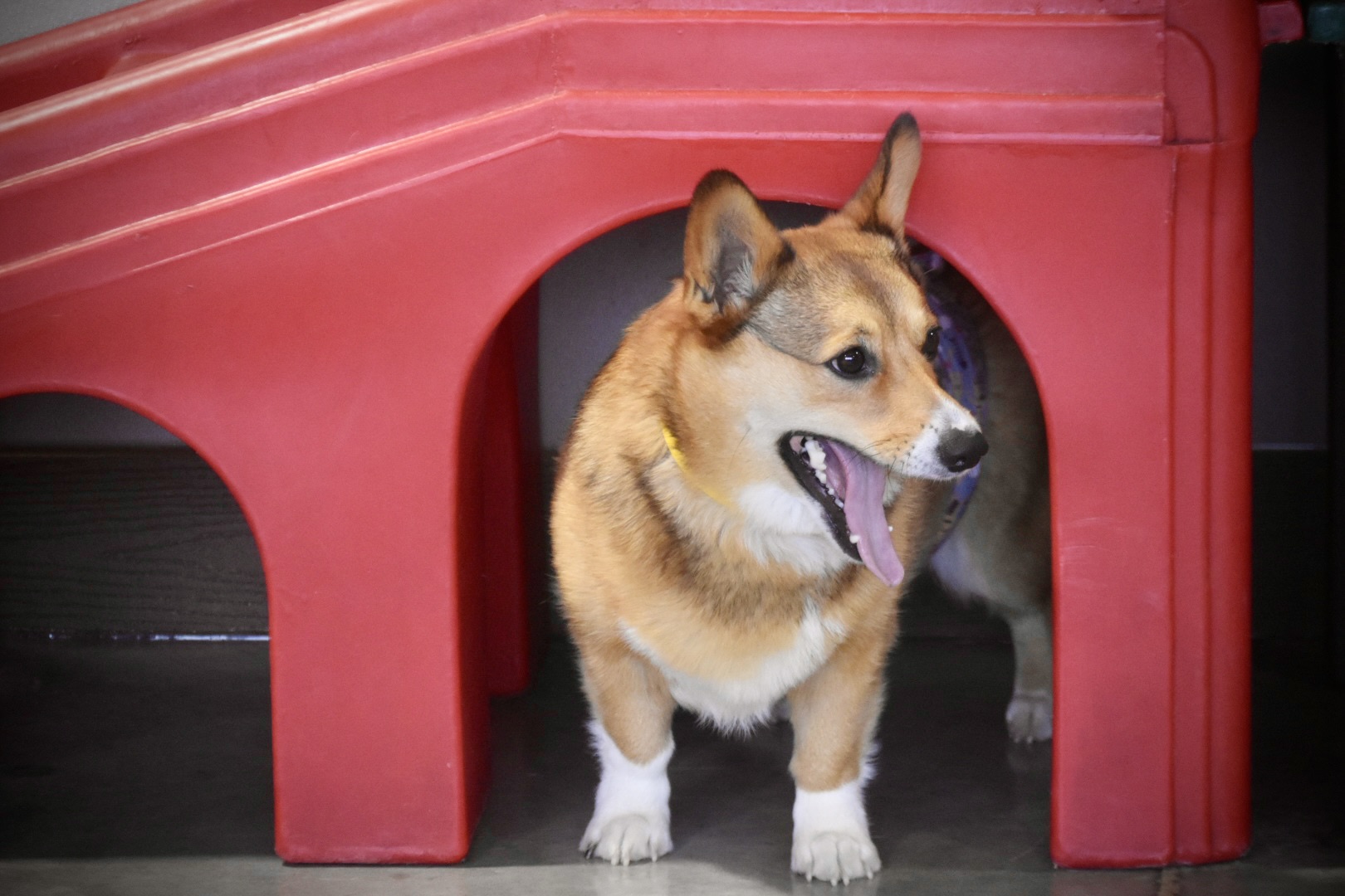Corgi sticking head out from doggy daycare play house at Blue Ridge Pet resort