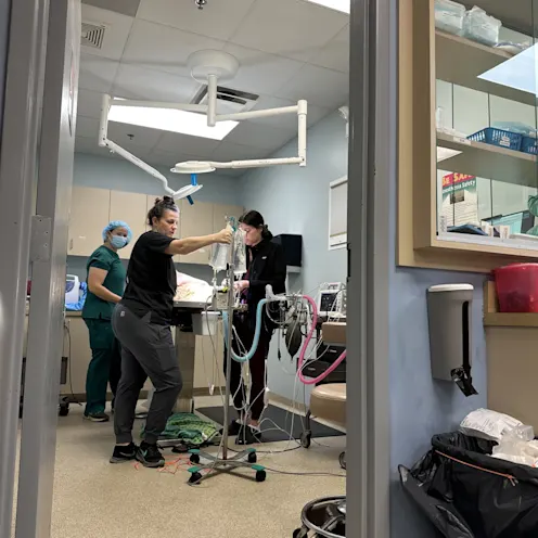 Surgery Area Surgery Area