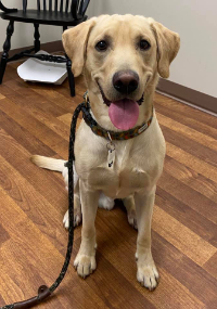 Golden retriever sitting with tongue out on a leash