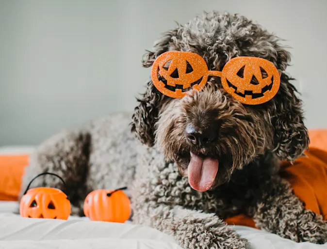 Poodle Wearing Pumpkin Glasses Poodle Wearing Pumpkin Glasses