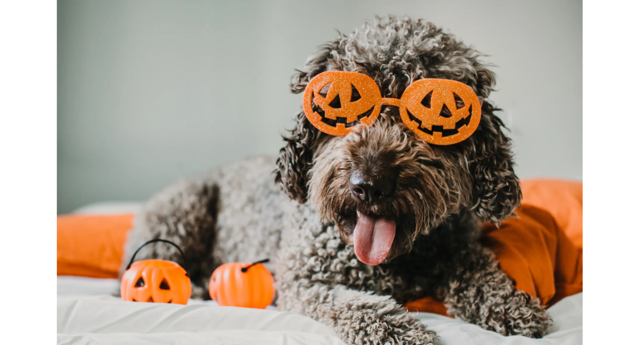 Poodle Wearing Pumpkin Glasses Poodle Wearing Pumpkin Glasses